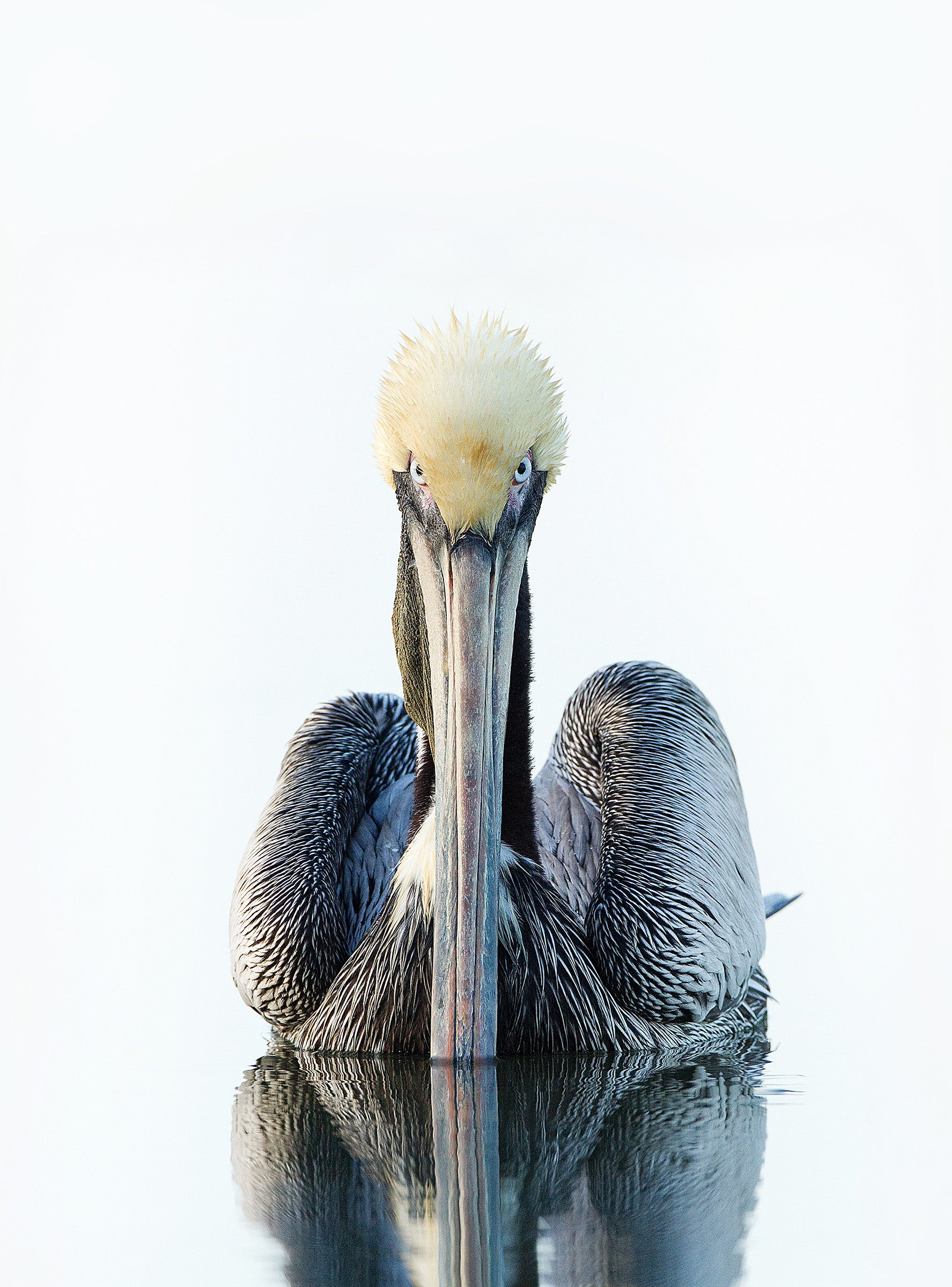 Brown Pelican. Roger Williams/Audubon Photography Awards